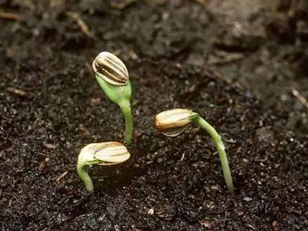 種子脫粒機的結(jié)構特點介紹